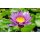 MALIZIA Monoi & Lotusblüte Duschgel 300 ml